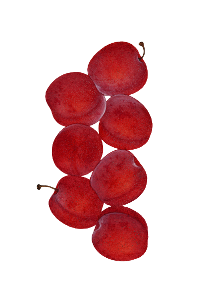Cherries Image