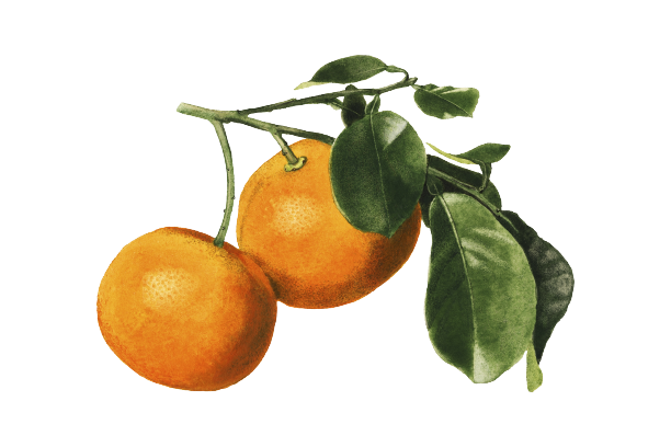 oranges Image